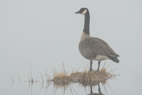 Eine Kanada Gans steht auf einen kleinen erdhaufen der aus Moor Wasser heraus ragt.