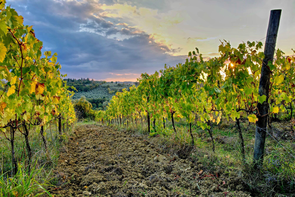 Parallel lines of vineyards gently going downhill, away from the viewer, while the sunset light in coming in from the right and giving the green/yellow leaves an unusual brightness. 