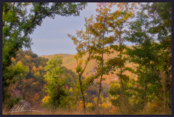 A  wooded valley turning to its autumn colours of oranges and yellows can be seen behind a row of trees in the foreground