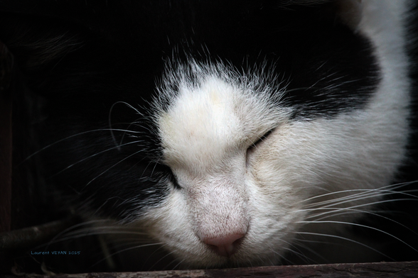 chat dormant