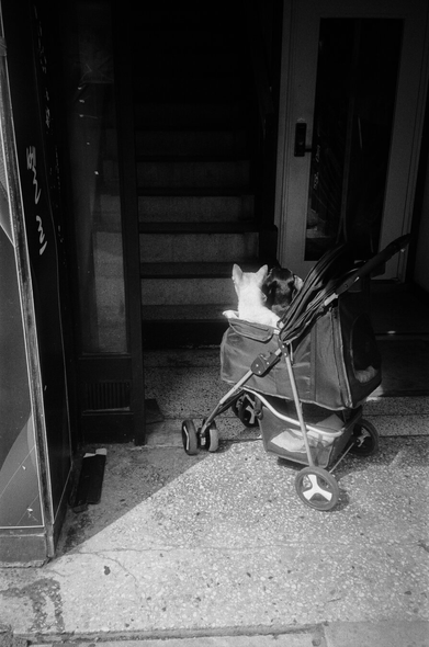계단 아래 강아지 수레 안에 하얀 강아지가 계단을 바라보며 누군가를 기다리고 있다.