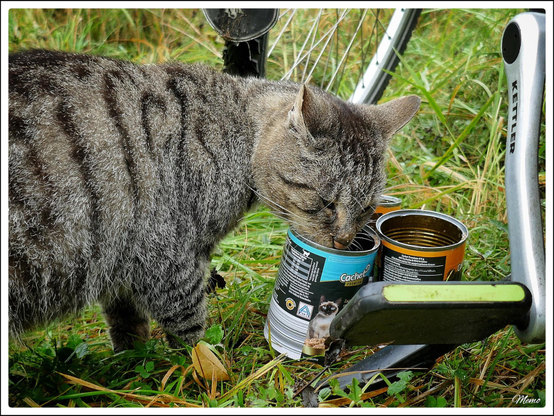 Bildbeschreibung: 
Die Moorkatzen beim Fressen.