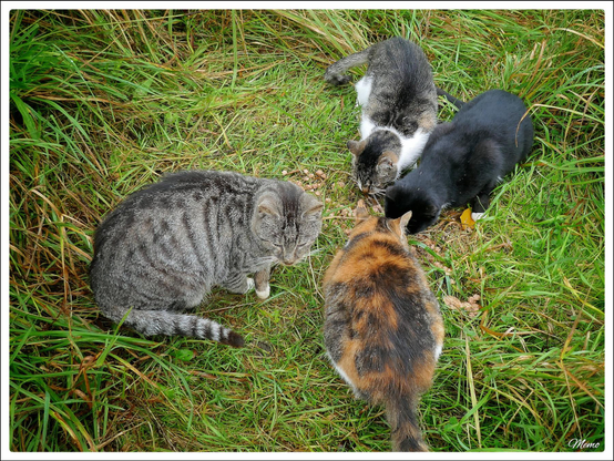 Bildbeschreibung: 
Die Moorkatzen beim Fressen.