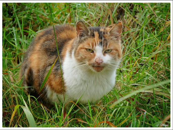 Bildbeschreibung: 
Die Moorkatzen beim Fressen.