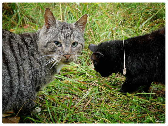 Bildbeschreibung: 
Die Moorkatzen beim Fressen.