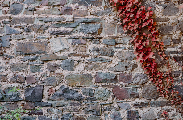 A medieval cobblestone wall, with a red ivy growing from the top to the right side.