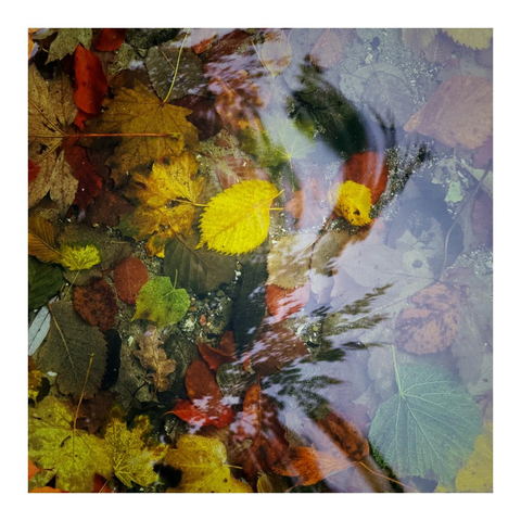 Blätter im Wasser mit Spiegelungen in der Oberfläche 