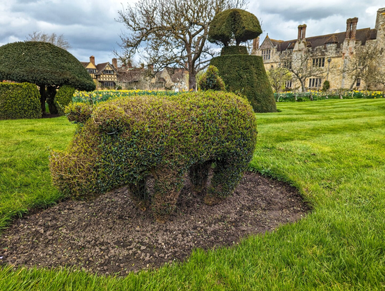 A meticulously trimmed topiary sculpture of a pig stands prominently in the foreground of a lush, green garden. The pig, crafted from dense shrubbery, showcases intricate detailing, including its snout, legs, and tail. Surrounding the pig are other imaginatively shaped topiary forms, including geometric and abstract designs. In the background, a row of historic, stone-built houses with steeply pitched roofs and chimneys adds a picturesque, timeless charm. The garden is well-maintained, with vibrant green lawns and a variety of flowering plants, including daffodils, adding splashes of colour. The sky above is overcast, casting a soft, diffused light over the scene.