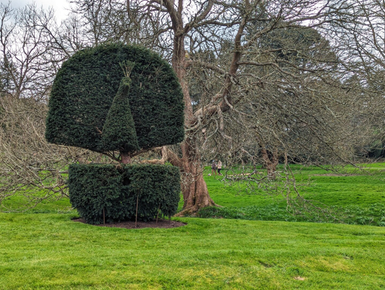 A meticulously crafted topiary sculpture resembling a peacock stands prominently in a tranquil parkland. The sculpture features a large, rounded dome representing the peacock’s body, perched atop a smaller, square base. The dense evergreen shrubbery is expertly trimmed to evoke the bird’s distinctive shape. The surrounding area is a well-kept grassy lawn, with bare trees in the background suggesting early spring or late autumn. Mature trees with gnarled branches add depth and character to the scene, while a couple of people walking in the distance provide a sense of scale and serenity. The sky is overcast, lending a soft, muted light to the landscape.