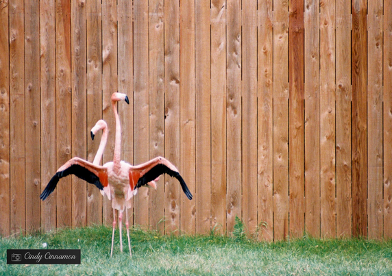 Superbes Flamants Roses qui prennent la pose devant une palissade de bois. Photographie par Cindy Cinnamon