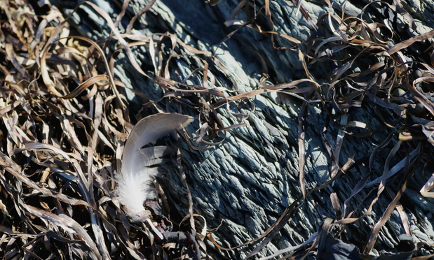 Macro photograph of a white and grey gull feather lying on dried brown algae filaments, on a highly stratified steel-blue grey rock, all in the sun.

Photographie macro d'une plume blanche et grise de goéland déposée sur des algues brunes séchées en filaments, sur un rocher gris bleu acier très stratifié, tous au soleil.