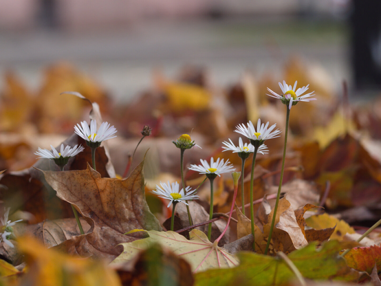 Dandylien are putting there heads out of the autumn leefs
