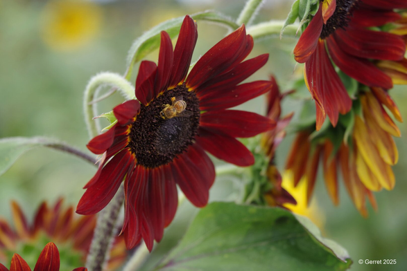 A bee perched on a vibrant dark red sunflower, surrounded by blurred green leaves and yellow flowers, conveying a serene, natural setting.