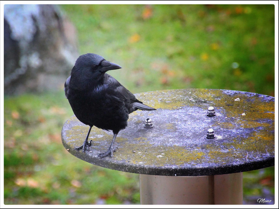 Bildbeschreibung: 
"Twice", meine Lieblingskrähe, auf einer Laterne vor dem Haus.
