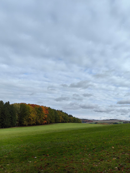 Eine Wiese mit einem Waldstück im Hintergrund.