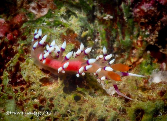 A pink sea slug smaller than the nail on your pinky crawls over an ocean reef. It has raised bits with magenta bands and white tips.