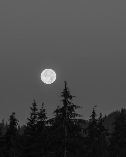 Just before dawn on the Olympic Peninsula, the moon hovered above the treetops, its light gentle and steady. The forest felt still, as if the world paused for a moment of reflection. In these early hours, I find a sense of calm and connection that stays with me long after sunrise.