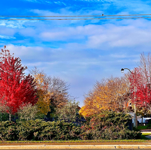 A sky filled with clouds and two power lines, with a small bird perched on the upper line. Below are vibrant Fall trees in reds and yellows, with lush green bushes, in residential streets.