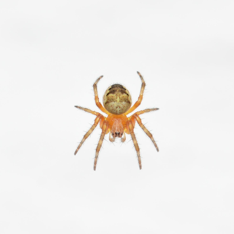 A photo of a small orange spider suspended from a web in front of a white background.