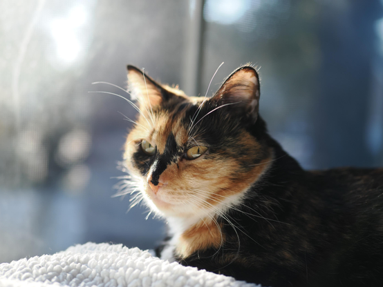 A photo of a calico cat sitting in the window. She has turned her head toward the viewer, and the sun illuminates her face. The world outside the window is obscured with blur due to a shallow depth-of-field, creating a dreamy quality to the image, while also separating the cat from the background and drawing further attention to her pretty face.