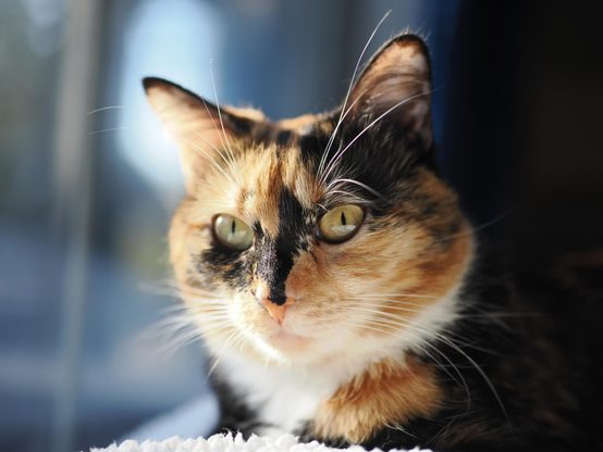 A photo of a calico cat sitting in the window. She has turned her head toward the viewer, and the sun illuminates her face. The world outside the window is obscured with blur due to a shallow depth-of-field, creating a dreamy quality to the image, while also separating the cat from the background and drawing further attention to her pretty face.