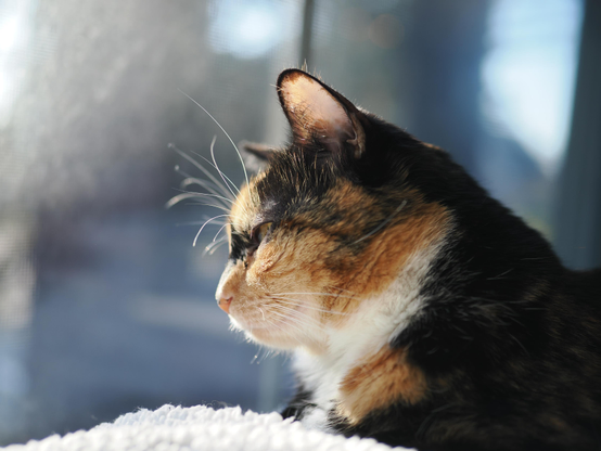 A photo of a calico cat sitting in the window. She has turned her head toward the window, and the sun illuminates her face. The world outside the window is obscured with blur due to a shallow depth-of-field, creating a dreamy quality to the image, while also separating the cat from the background and drawing further attention to her pretty face.