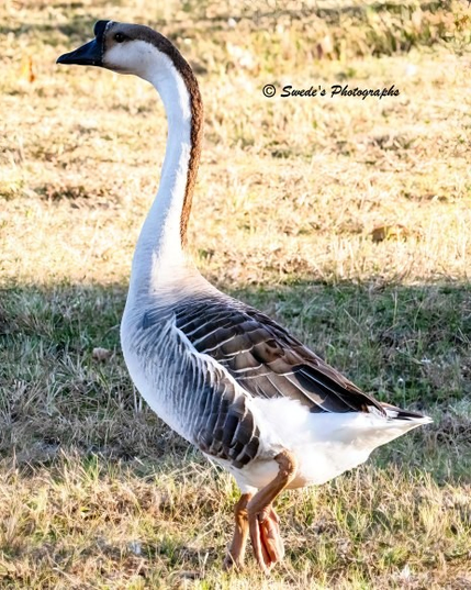 "A single Chinese goose strides across a patch of dry grass, its long neck held high in a posture both poised and purposeful. The bird’s head and neck are a rich, dark brown, accented by a crisp white stripe that runs down its throat—a regal contrast that catches the light. With each step, its body—cloaked in a blend of white and brown feathers—shifts subtly, revealing the texture and symmetry of its plumage. The lighting highlights the motion, giving the impression of quiet determination as the goose moves through its natural terrain.

The background is a field of dry grass, simple and unobtrusive, allowing the goose’s form and movement to stand out. The image is signed “© Swede’s Photographs” in the upper right corner, marking it as a professional capture of wildlife in graceful transit.

This is not just a bird—it’s a sovereign traveler, walking the perimeter of its domain with quiet authority." - Microsoft Copilot