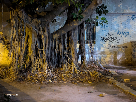 Racines aériennes d’un arbre descendantes jusqu’au trottoir urbain, avec un mur tagué en arrière-plan.
Aerial roots of a tree descending to the urban sidewalk, with a graffiti-covered wall in the background.
Raíces aéreas de un árbol que descienden hasta la acera urbana, con una pared cubierta de grafitis al fondo.