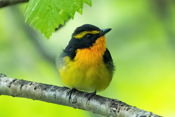 A photo of a Narcissus Flycatcher, a small bird with striking orange and black plumage. It is sitting on a branch under a leaf, seemingly taking shelter from the rain.