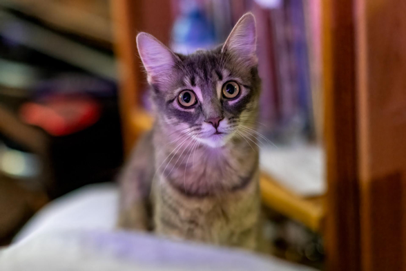 Our little princess Luna is a big girl now, looking inquisitively at the camera