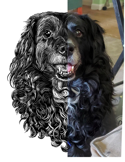 Black and white drawing of a dog named Jojo, with the right half of the image being the reference.