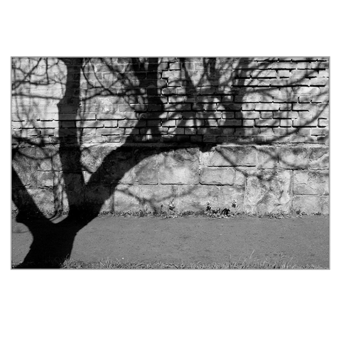 A tree's shadow casts from the left onto a wall made of traditional bricks at the top and larger bricks at the bottom. The tree leans to the right, a contrasting black and white photo.