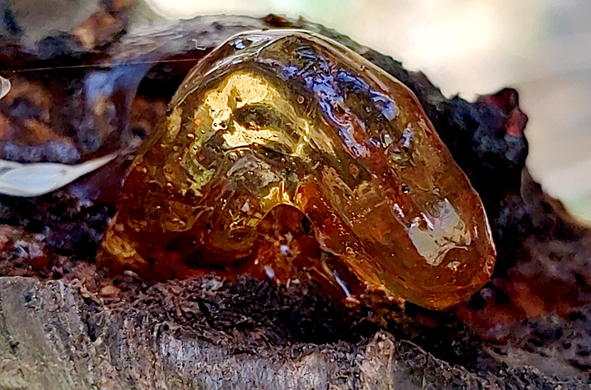 Une tête surgissant d'une branche d'arbre d'un animal imaginaire