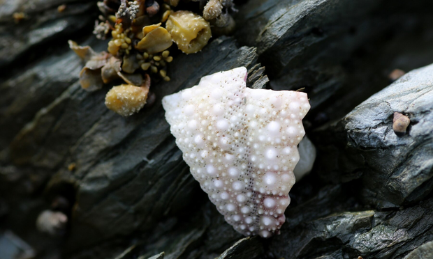 Macro photograph of a triangular piece of the external calcified structure of a sea urchin, with ribs and spines, white with hues of yellow, pink, and purple, lying on a grey-blue rock. Small shells and greenish algae are visible in the background.

Photographie macro d'un morceau triangulaire de la structure calcifiée externe d'un oursin, avec des côtes et des piquants, blanche avec des teintes de jaune, rose et pourpre, posé sur un rocher gris-bleu. En arrière-plan sont visibles de petits coquillages et des algues verdâtres.