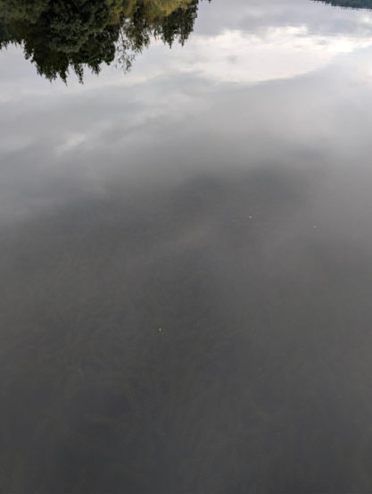 Reflection of the sky and trees of the surface of the lake. Very calm. Like glass.