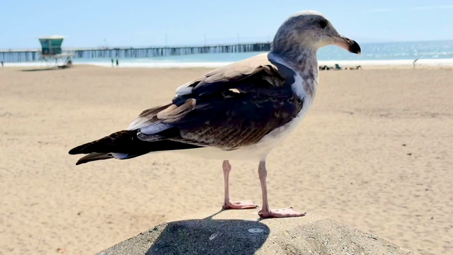 A almost adult seagull dancing in the sun, feathers blowing, with a sunny beach and the Avila Pier in the background.