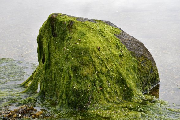 A photo of a rock covered in green algae sticking out of shallow water.
