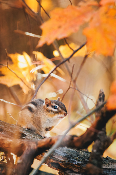 A chipmunk sits on a fallen tree branch surrounded by glowing orange autumn leaves. Soft sunlight filters through the forest, giving the scene a warm, golden atmosphere. The chipmunk looks alert and still, framed by blurred branches in the foreground.