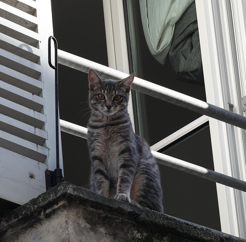 A stripy tabby cat on a balcony above me.