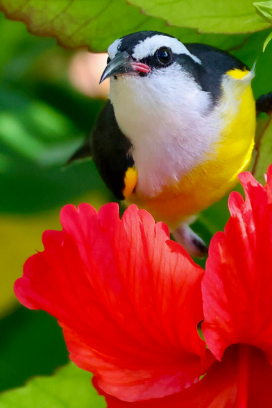 a tiny bird with a black and white head and banana colored breast perches on a raspberry-colored flower.