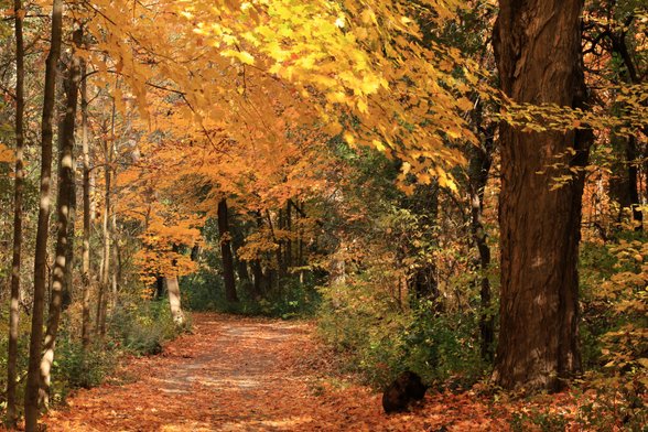 This is an autumn season photo with vibrant yellow and orange coloured leaves along an accessible hiking trail. The trail is quite flat in this section of the forest which has a mix of mature and newer growth trees. The trail itself is covered with fallen leaves over much of its surface.  Overhead sunshine is helping to illuminate the leaves on the branches which are forming an arch over the trail. The photo definitely has an autumn vibe to it.