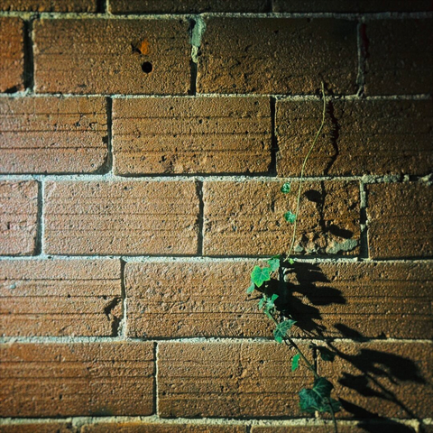 A small, green vine grows up a brick wall on frame right, as the wall is lit from out of frame left.