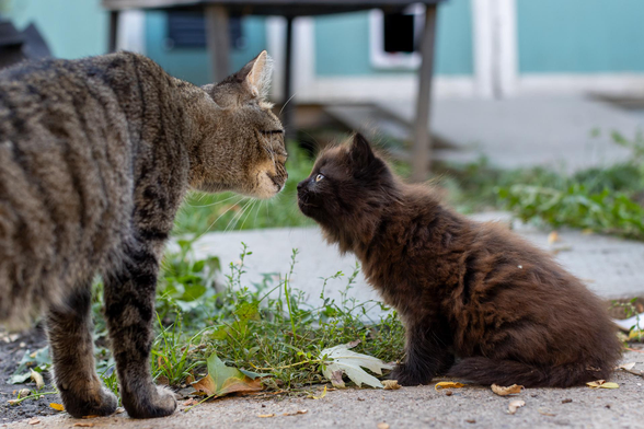 Momma Mina and Frack meet nose to nose. 