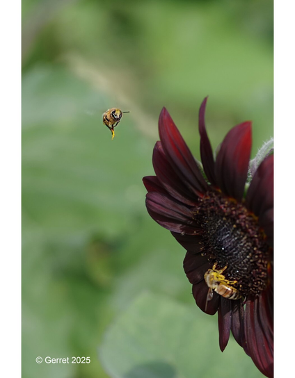 A bee hovers near a dark red sunflower with another bee on its center, set against a green blurred background, conveying a sense of busy nature.