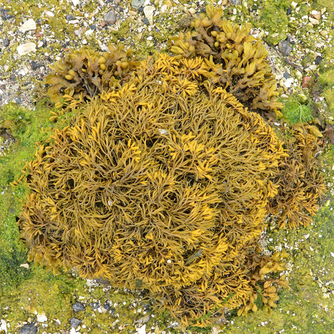 A photo of channeled wrack on a shore viewed from above, with some spiral wrack underneath it.