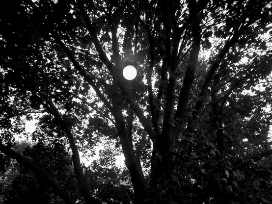 Black and white photo of a large tree silhouetted against a bright sky, with the reflection of a single, illuminated round starway light visible amidst the branches - all seen through the window looking out at the back garden.