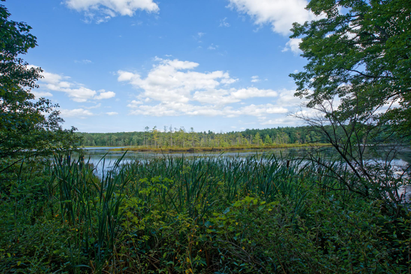 In the near field is a verdant collection of tall grasses and herbacious plants,  past that a pond with a narrow enough piece of reflected sky it's unclear that's what it is,  an island with light colored trees and darked green trees behind and above that the cumulus cloud sky