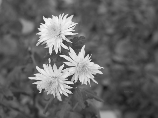 Flowers, closeup, black and white, photo