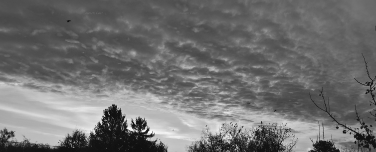 Panorama, clouds, trees, black and white, photo