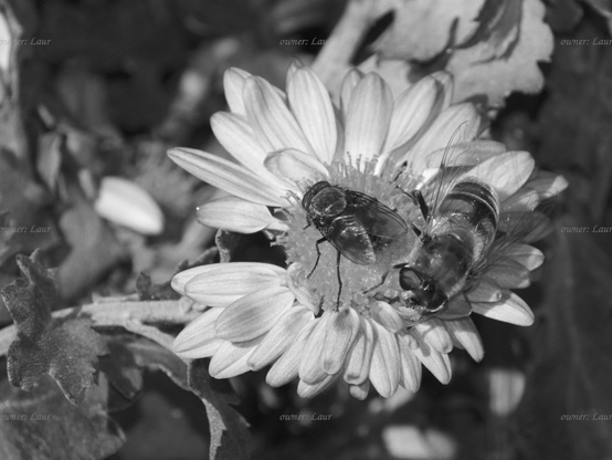 Insects, flower, closeup, black and white, photo